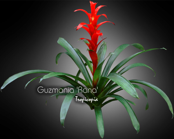 Bromeliad - Guzmania 'Rana' - Guzmania
